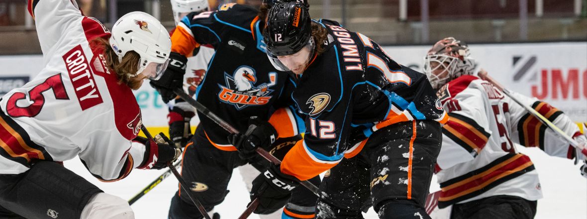 Gulls Point Streak Ends 