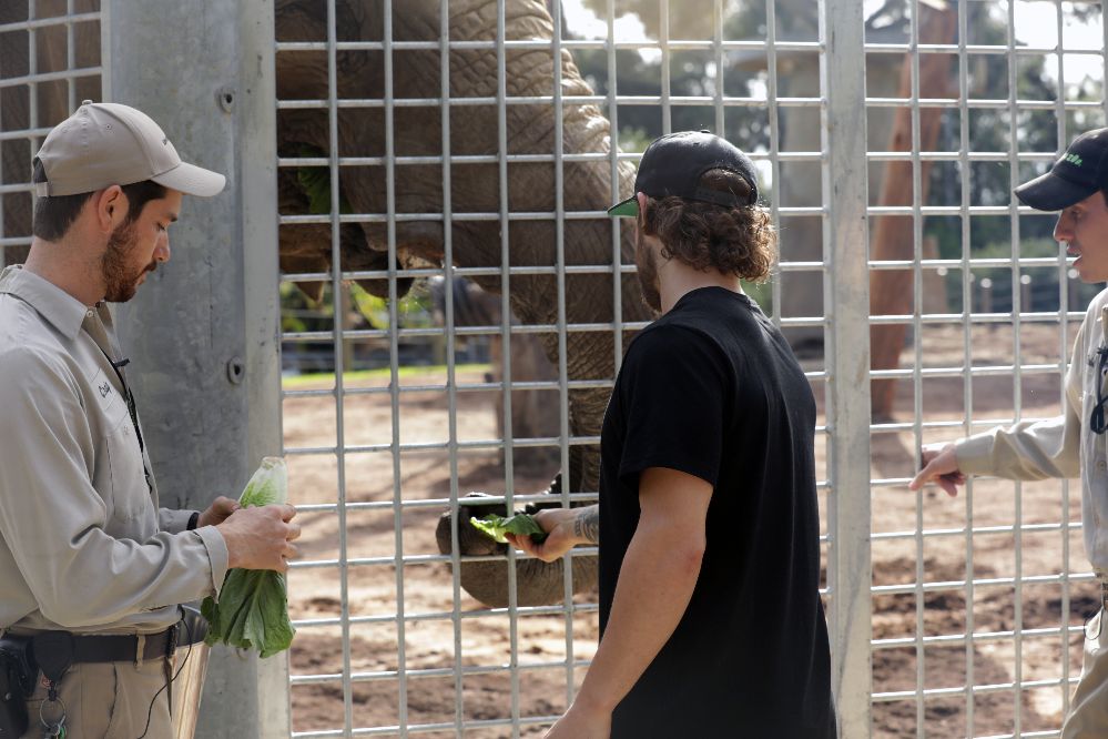 Dels - Elephant Feeding.jpg